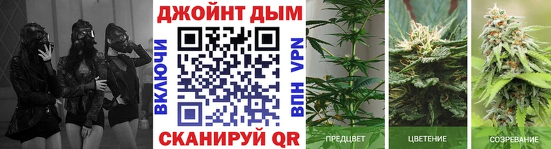 дарнет шоп  Буй  площадка формула  Марихуана тримм 